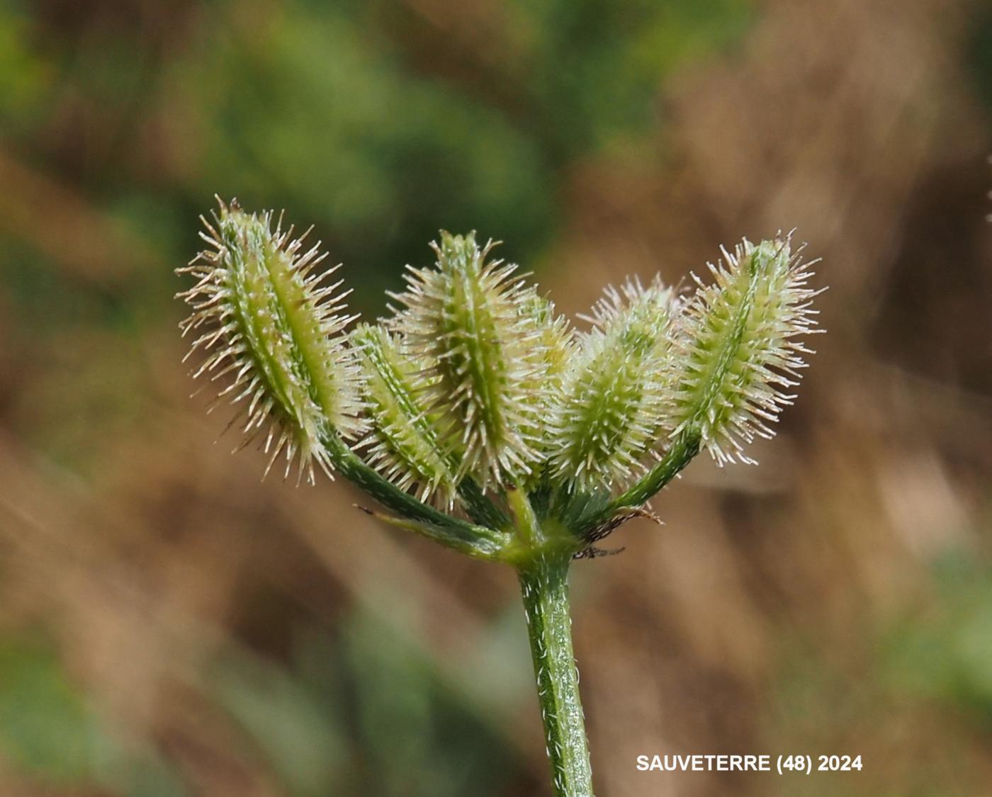 Burr Parsley, Common fruit